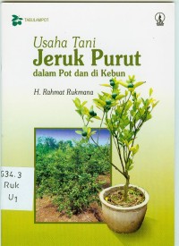 Usaha Tani Jeruk Purut Dalam Pot dan di Kebun